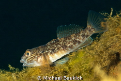 Gobiidae,Boschmolenplas by Michael Baukloh 